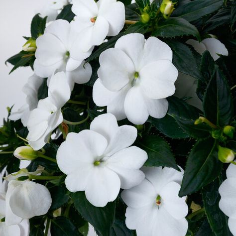 Sunpatiens Landscapes, White Sunpatiens, White Impatiens, Impatiens Flowers, Proven Winners Perennials, Proven Winners Plants, Deadheading, Garden Border, Coral Bells