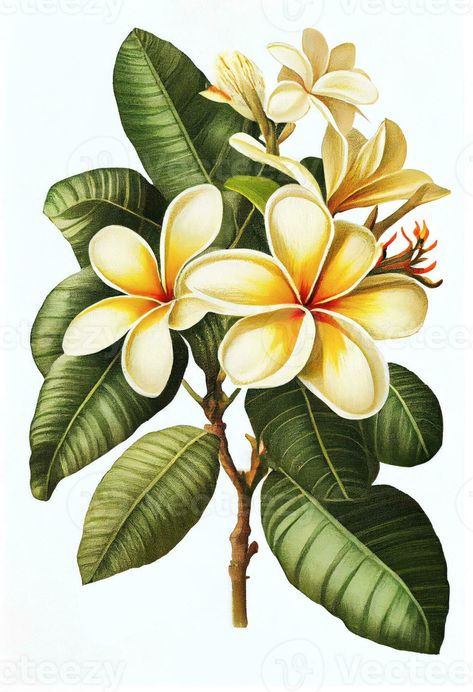 Plumeria, frangipani flower drawing isolated on white background. Watercolor, hand drawn style, ai generation Tropical Plants Illustration, Hawaiian Bedroom, Mardi Grad, Frangipani Flower, Watercolor Flower Prints, Hawaiian Pattern, Drawing Stencils, Plumeria Flowers, Illustration Botanique