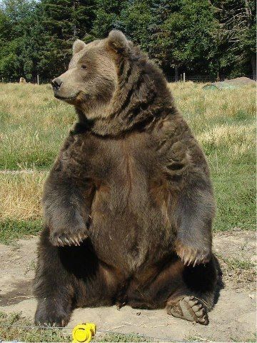 Bear People, Kodiak Bear, Grizzly Bears, Brown Bears, Animal Study, Bear Bear, Bear Pictures, 3d Studio, Animal Reference