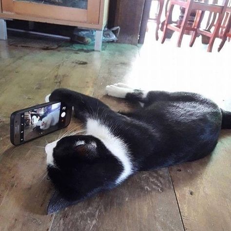 Selfie Time Dogs Instagram, Funny Cat Photos, Sweet Cat, Perfect Selfie, Cat Selfie, Cute Cat Gif, Funny Cat Pictures, Happy Cat, Cat Care