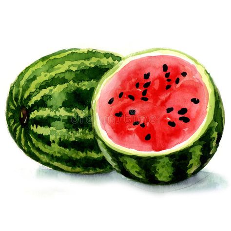 Photo about Watermelon. watercolor painting on white background. Illustration of green, nobody, healthy - 38970412 Watermelon Art Painting, Watermelon Drawing, Watermelon Watercolor, Watermelon Painting, Watermelon Crafts, Watercolor Lotus, Watermelon Art, Fruits Drawing, Watercolor Fruit