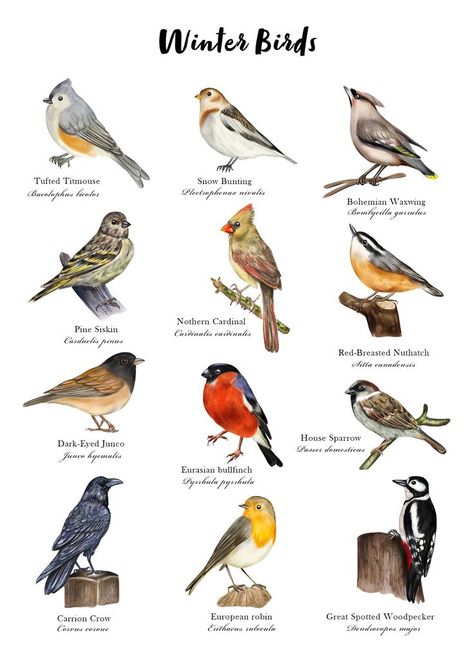 Art Montessori, Illustration Bird, Birds Illustration, Poster Nature, Winter Birds, Common Birds, Educational Poster, Bird Poster, Winter Bird