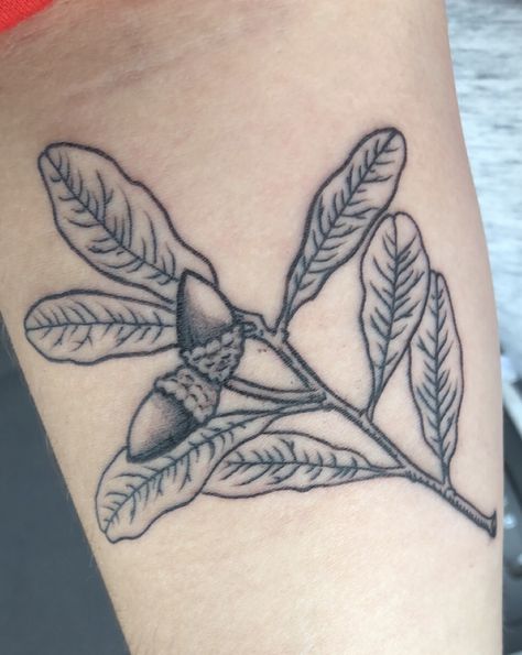 A tattoo on the forearm of a southern live oak tree leaf. #tattoos #forearm #forearmtattoos #forearmtattoosforwomen #leaf #leaftattoo #nature #naturetattoos #blackandwhite #art Live Oak Tattoo, Oak Leaf Tattoo For Women, Oak Leaves Tattoo, Oak Tree Leaf Tattoo, Oak Tree Branch Tattoo, Southern Live Oak Tree Tattoo, Live Oak Tree Tattoo, Oak Leaf Tattoos, Tree Tattoo Forearm