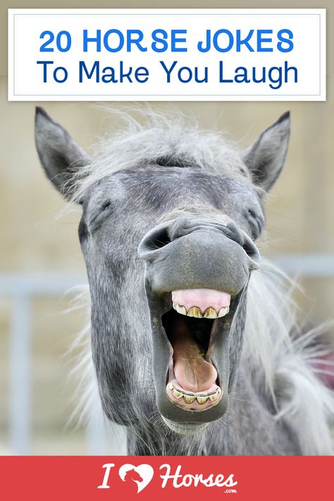 While owning and riding horses can be serious business, sometimes you just have to laugh. Here are some of our favorite horse jokes to make your day. | #ihearthorses #horselover #iloveanimals #animals #horses #humor #horsehumor #horsejokes #jokes Laughing Horse, Equestrian Memes, Funny Horse Memes, Horse Meme, Horse Ownership, Funny Good Morning, Horse Quotes Funny, Funny Horse Pictures, Horse Jokes