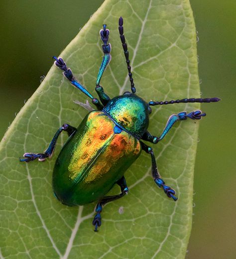 Dogbane Beetle, Beetle Painting, Beautiful Beetles, Japanese Beetle, Tortoise Beetle, Rhino Beetle, Beetle Art, Cool Insects, Insect Tattoo