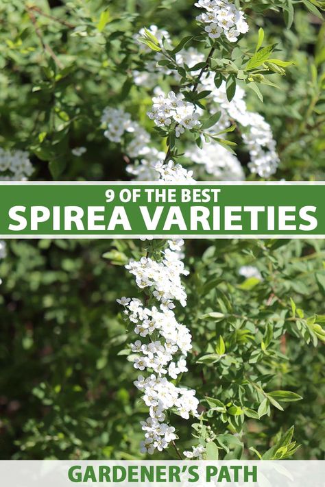 Bridal Veil Spirea, False Spirea Shrub, Candy Corn Spirea Landscaping, Spirea Companion Plants, Spirea Bush Landscaping, Snowmound Spirea, Landscaping Bushes, Japanese Spirea, Spirea Plant