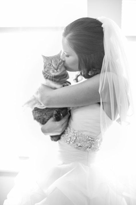 Cat Wedding, Getting Ready Wedding, Wedding Pets, Favorite Animals, Foto Poses, Mod Wedding, Shooting Photo, Wedding Videographer, Wedding Guide