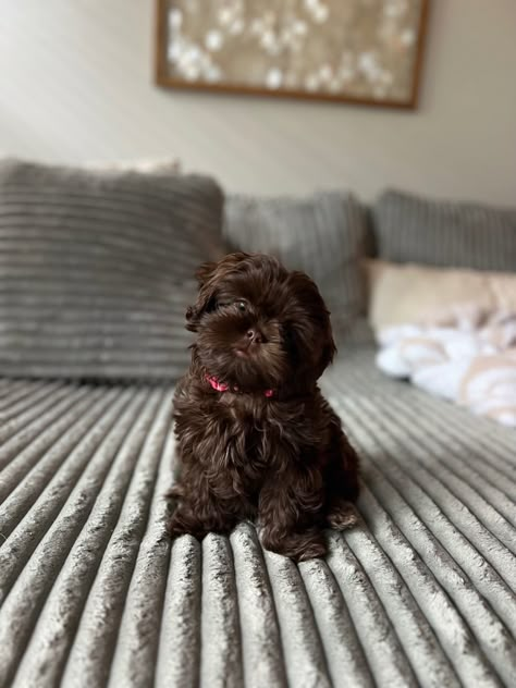 Malti Shih Tzu, Brown Shih Tzu Puppy, Shitzu Puppies Brown, Shitzu Poodle Mix Puppies, Brown Shitzu, Shipoo Dogs, Shih Tzu Aesthetic, Shitzu Poodle Mix, Chocolate Shih Tzu