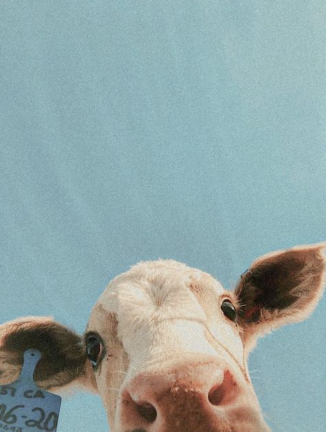 Cow Apple Watch Wallpaper, Cow Esthetics, Cow Screensaver Iphone, Cow Lockscreen Aesthetic, Cow Looking At Camera, I Watch Wallpaper Aesthetic, Cow Widget Ideas, Cow Phone Theme, Blue Cow Aesthetic