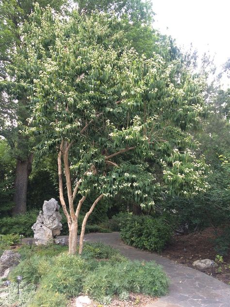 Seven Son Flower Tree, Seven Sons Tree, Small Garden Landscaping Ideas, Planting For Privacy, Small Garden Landscaping, Plants For Home Garden, Suburban Backyard, Memory Garden, Nursery Landscape