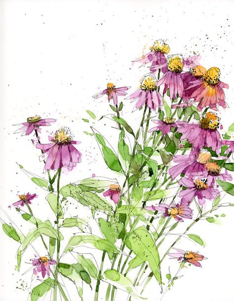 Echinacia Shari Blaukopf, Sap Green, Cone Flowers, The Sketchbook, Watercolor Journal, Artist Journal, Watercolor Sketchbook, Watercolor Flower Art, 수채화 그림