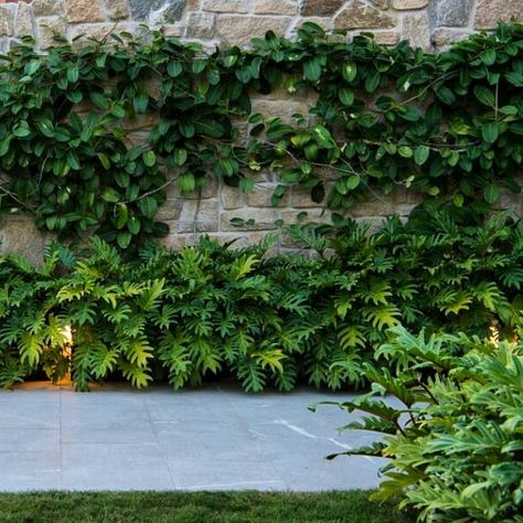 sticks & stones on Instagram: “Green wall. Lush Madagascar jasmine supplied by @exotic_nurseries install by @mahonygroup in collab with @cadenceandco_  #green #greenwall…” Madagascar Jasmine Vine, Madagascar Jasmine, Garden Tropical, Side Garden, Sticks And Stones, Back Garden, Green Wall, Nurseries, Madagascar