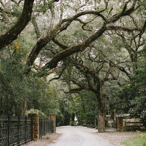 Santa Rosa Florida, Eden Gardens State Park, Green Therapy, Eden Gardens, State Park Wedding, 30a Wedding, Seaside Florida, Florida State Parks, Florida Life