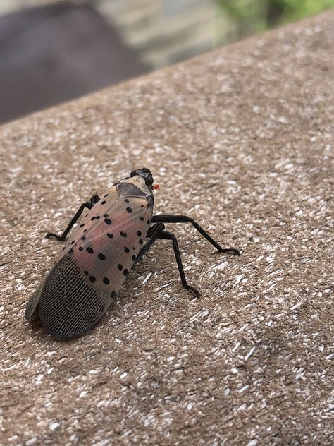 Spotted lantern fly Lantern Bug, Lantern Fly, Flying Lantern, Anime Kitten, Man Band, Flowers Gardening, Bugs And Insects, Yard Work, Nature Aesthetic