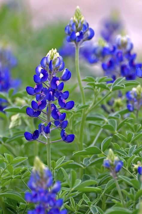 Texas Bluebonnet (c) bw-ranch.com Blue Bonnet Flower, Bluebonnet Flower, Composition Ideas, Texas Wildflowers, Tiny Farm, Blue Bonnet, Texas Bluebonnets, Wallpaper Landscape, Iphone Wallpaper Landscape