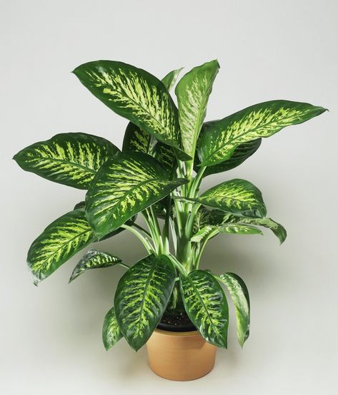 Indoor Plants For Oxygen, Dieffenbachia Houseplant, Inside House Plants, Succulent Soil, Plant Decor Indoor, Air Purifying Plants, Houseplants Indoor, Plant Lighting, Cactus Y Suculentas