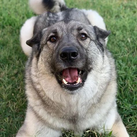 15 Things You Didn’t Know About the Norwegian Elkhound | PetPress Elkhound Puppies, Norwegian Elkhounds, Hunting Dogs Breeds, Hunter Dog, Gray Dog, Norwegian Elkhound, Akita Inu, Akita Dog, Hunting Dog