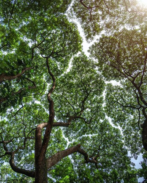 Notice those distinctive patterns in the tree canopy? This phenomenon is known as "Crown Shyness." 🌳

In certain tree species, the canopy naturally forms channels of space, ensuring that branches remain separate and distinct gaps form.

Scientists have discussed this occurrence since the 1920s, and it remains not fully understood.


#YourPlanetEarth #NatureLover Crown Shyness, Tree Species, Tree Canopy, The 1920s, The Tree, Scientists, Nature Lover, Crown, Floral