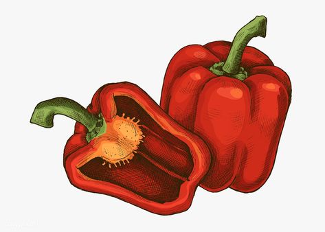 Freshly cut organic red bell pepper illustration | premium image by rawpixel.com / sasi Pepper Sketch, Bell Pepper Drawing, Bell Pepper Illustration, Bell Pepper Painting, Pepper Botanical Illustration, Pepper Illustration, Carrot Drawing, Bell Pepper Plant, Pineapple Drawing