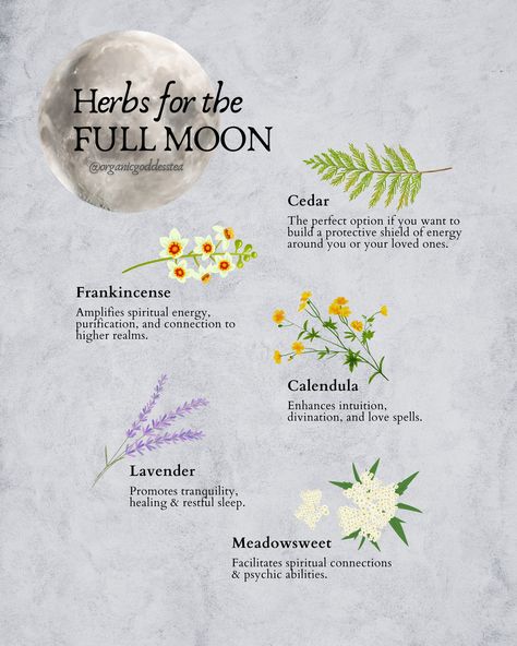 🌕✨ Herbs & the Full Moon in Libra Magic 🍃 As Libra season bathes us in romance and self-love, the Aries full moon on September 29th adds a touch of exhilaration! This moon phase is your cue to kick off new endeavors, cherish your uniqueness, and fan that inner flame 🔥. Thinking of a new beginning? The stars are aligned! 🌌 And if there's anything holding you back, let the moon's purifying energy assist in letting go. Libra Full Moon, Full Moon In Libra 2024, Saggitarius Full Moon, Full Moon Taurus, Full Moon Meaning, May Moon, November Full Moon, Full Moon In Sagittarius, Full Moon Spells