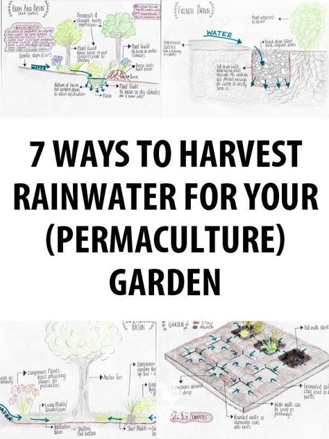 Rain Water Collection Diy, Food Forest Garden, Permaculture Garden, Water From Air, Rainwater Harvesting System, Permaculture Gardening, Permaculture Design, Rainwater Harvesting, Food Forest