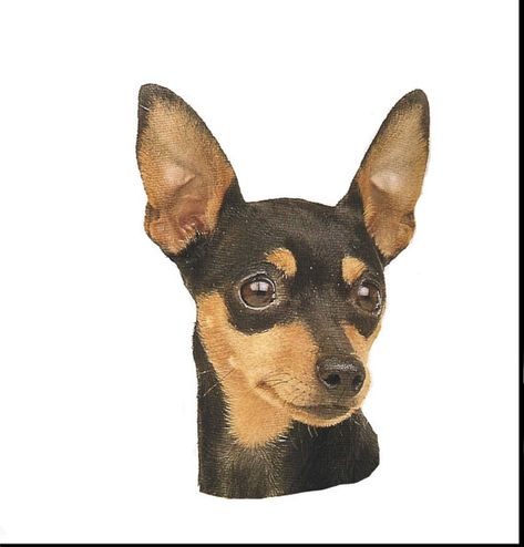 Miniature Pincher, Tips For Dogs, Mini Pinscher, Min Pins, Min Pin, Animal Advocacy, Mini Dogs, Miniature Pinscher, Purebred Dogs