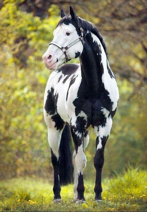 Beautiful Horses Rare, Cheval Pie, Rare Horses, American Paint Horse, Horse Coats, Beautiful Horse Pictures, Pinto Horse, Paint Horse, American Paint