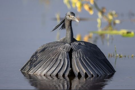 Umbrella Bird, Black Heron, African Wildlife, Bird Sculpture, Zoology, Birdy, Bird Art, Wildlife Photography, Beautiful Birds