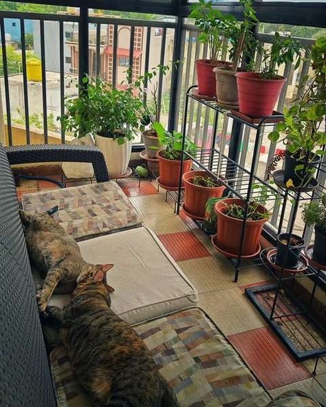 garden house cat • Instagram Cat Friendly Balcony, Cat Balcony, Small Balcony Design, Cat Garden, Cat Friendly, Wall Garden, Small Balcony, Balcony Design, Balcony Garden