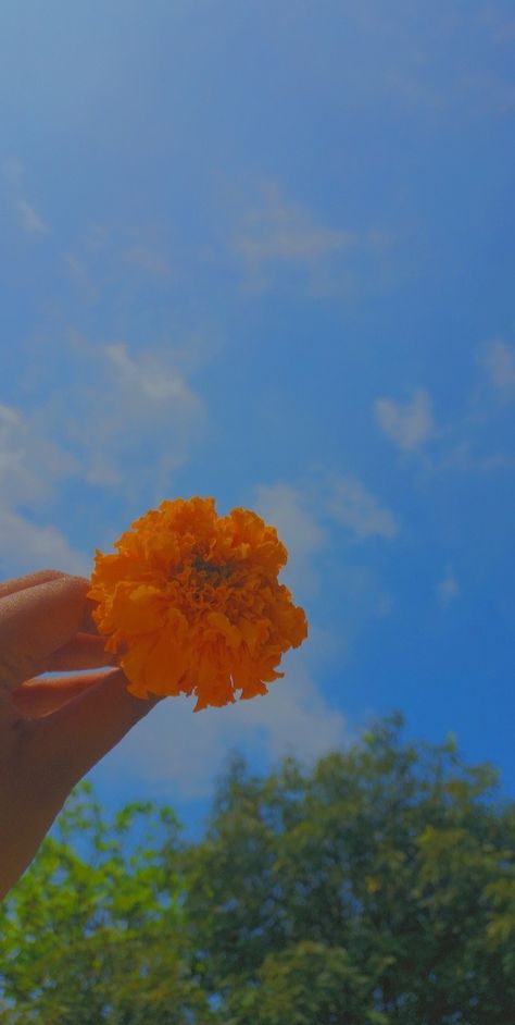 Marigold Flower Aesthetic, Marigold Aesthetic, Marigold Flower, Aesthetic Eyes, Sky Aesthetic, Pretty Flowers, Desi, Taylor Swift, Vision Board