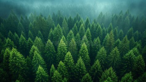 Panorama of green forest landscape with trees &#x28;trunks&#x29;, white fog at the treetops stock photography Landscape With Trees, Green Forest, Forest Landscape, Tree Tops, Natural Scenery, Landscape Trees, Stock Photography, Tree Trunk, Photo Image