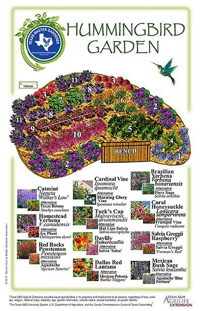 Garding Ideas Landscaping, Gardening In An Hoa, Garden Curbing Ideas, Humming Bird Garden Layout, Drought Tolerant Landscape Design Ideas, Front Patio Garden Ideas, Birds Garden Ideas, Butterfly Garden Texas, Hummingbird Container Garden