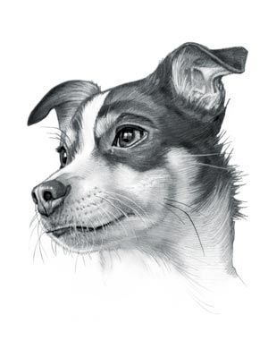 Rat Terrier Dog Rat Terrier Drawing, Rat Terrier Art, Terrier Drawing, Draw Dogs, Chihuahua Terrier Mix, Rat Terrier Mix, Rat Terrier Dogs, Dog Drawings, Pet Drawing