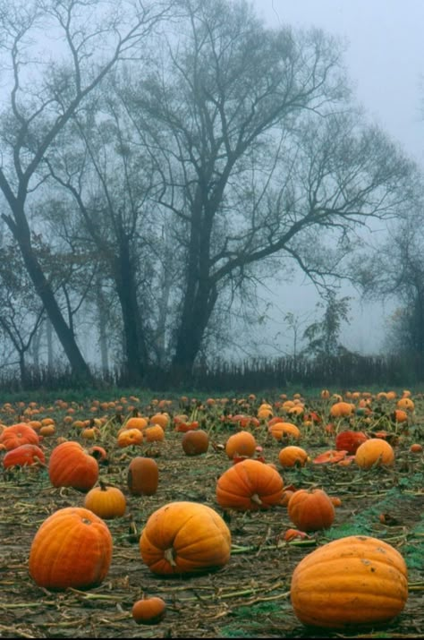 Pumpkin Field Drawing, Foggy Pumpkin Patch, Pumpkin Field Painting, Pumpkin Patch At Night, Autumn In The Uk, Pumpkin Farm Pictures, Pumpkin Patch Drawing, Pumpkin Patch Painting, Pumpkin Landscape