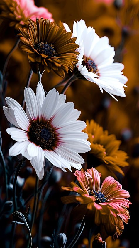 Photography Nature Ideas, Fall Flower Iphone Wallpaper, Fall Sunflowers Wallpaper, Flowers Close Up, Flower Wallpaper Sunflower, Fall Backgrounds Aesthetic, Autumn Sunflowers Wallpaper, Flower Wallpaper Black, Autumn Mums