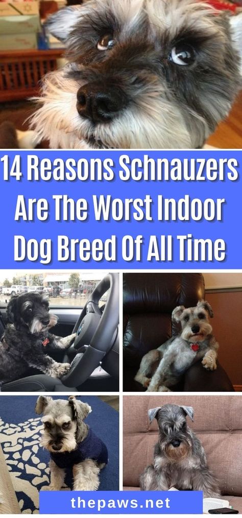 We are warning you; Schnauzers are the worst. Don't ever consider adopting this breed. These evil creatures will change your life. Here are 14 Reasons why. White Mini Schnauzer, Miniature Schnoodle, Miniature Schnauzer Grooming, Schnauzers Funny, Evil Creatures, Dog Hair Dye, Dog Grooming Diy, Toy Schnauzer, Schnauzer Breed