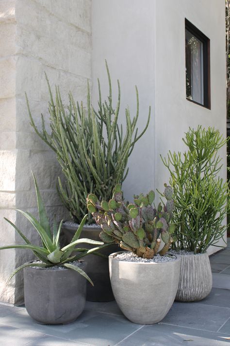 Arizona Outdoor Potted Plants, Cactus Patio, Pots In Garden, Planter Inspiration, Modern Front Porch Decor, Potted Plant Garden, Garden Ideas Decoration, Plant Garden Ideas, Modern Front Porch