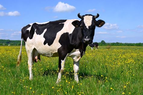 Black And White Cows, White Cows, Best Swimmer, Cow Pictures, Cattle Farming, List Of Animals, Milk Production, Dairy Cows, Manama