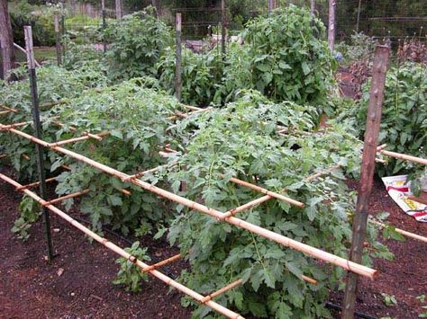 Trellis Tomatoes, Tomato Stakes, Garden Trellis Designs, Tomato Gardening, Vegetable Supports, Tomato Support, Tomatoes In Containers, Tomato Trellis, Growing Tomatoes In Containers