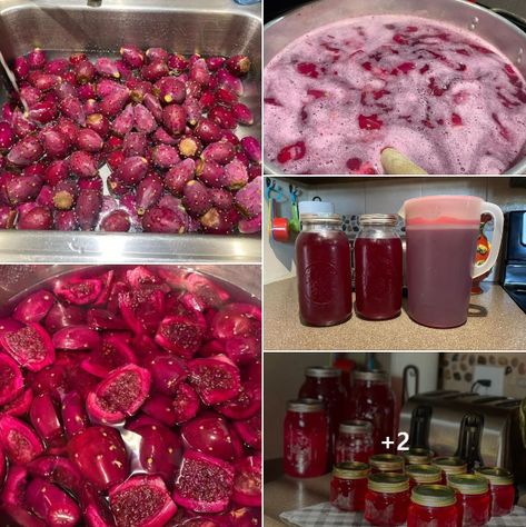 Embracing the Sweetness of Prickly Pear: A Journey of Love, Gardening, and Homemade Jelly Prickly Pear Recipes Jelly, Pear Jelly Recipes, Prickly Pear Jelly, Prickly Pear Recipes, Substitute For Brown Sugar, Pear Jelly, Summer Canning, Prickly Pear Juice, Homemade Nacho Cheese Sauce