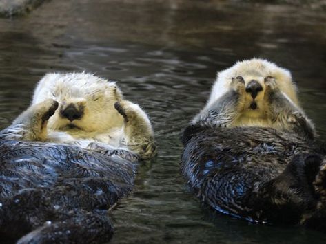 These sea otters don't want to wake up this morning, either - January 22, 2018 Otter Spirit Animal, Otters Hugging, Baby Sea Otters, Otters Cute, Otter Love, Baby Otters, Lovely Creatures, Sea Otter, Cute Animals Images