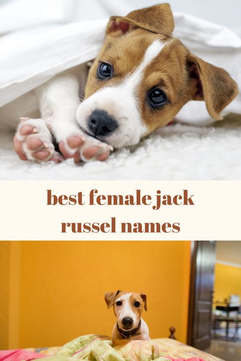 Female Jack russell Terrier Dog Names Adopting a new puppy can be an exciting experience. It often raises questions like “what name should I give my puppy?” You may need some naming ideas for your new dog. Here is a list of the best 100 Female Jack Russell Terrier Dog Names. #jackrussel #femaledognames #dognames #femaledog Puppy Names Boy, Dog Names Female, Puppy Girl Names, Chug Puppies, Puppies Names Female, Jack Russell Mixed Breeds, Jack Russell Terrier Funny, Jack Russell Terrier Mix Dogs, Jack Russell Puppy