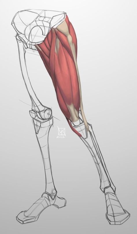 Leg Anatomy, 남성 근육, Drawing Legs, Anatomy Tutorial, Human Anatomy Drawing, Muscle Anatomy, Human Anatomy Art, Anatomy Sketches, Anatomy Poses