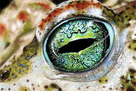 Animals Eyes Drawing, Frog Eyes Drawing, Extreme Macro Photography, Photoshop Eyes, Eye Project, Reptile Eye, Frog Eyes, Eye Beautiful, Animal Line Drawings