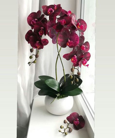 Orchid In Bedroom, Orchid Flower Arrangements, Orchid Collection, Orchid Planters, Red Orchids, Nothing But Flowers, Interior Plants, Purple Orchids, House Plants Decor