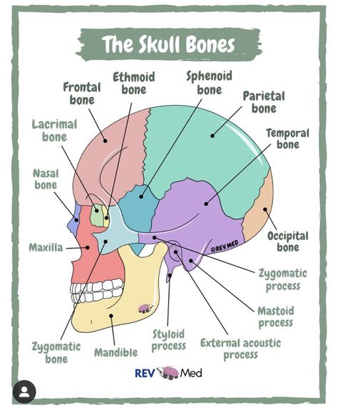 Medical School Notes Anatomy, Bone And Muscle Anatomy, Anatomy And Physiology Skeletal System, Body Mechanics Nursing, Anatomy And Physiology Skeletal System Notes, Nurse Study Notes Bones, The Skull Anatomy, Skeletal System Anatomy Notes, Skeleton System Anatomy Notes