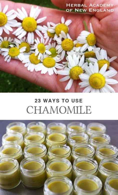 Herbal Academy, Herbal Recipes, Herbal Apothecary, Natural Healing Remedies, Herbal Healing, Diy Remedies, Herbs For Health, Homemade Remedies, Tea Garden