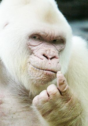 Albino Gorilla, White Monkey, Rare Albino Animals, Albino Animals, Rare Animals, Primates, Unique Animals, Animal Planet, Exotic Pets