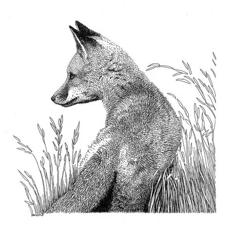 Fox in Grass Pen and Ink Drawing Fox Drawings, Buffalo Art, Stippling Art, Fox Drawing, Pen Art Drawings, Ink Drawings, Fox Art, Stippling, Ink Illustrations