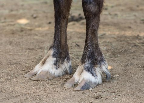 Reindeer hoof Reindeer Hooves, Anime Demon Boy, Cute Disney Drawings, Animal Study, Very Cute Dogs, Paws And Claws, Winter Painting, Cute Cats And Dogs, Creature Design